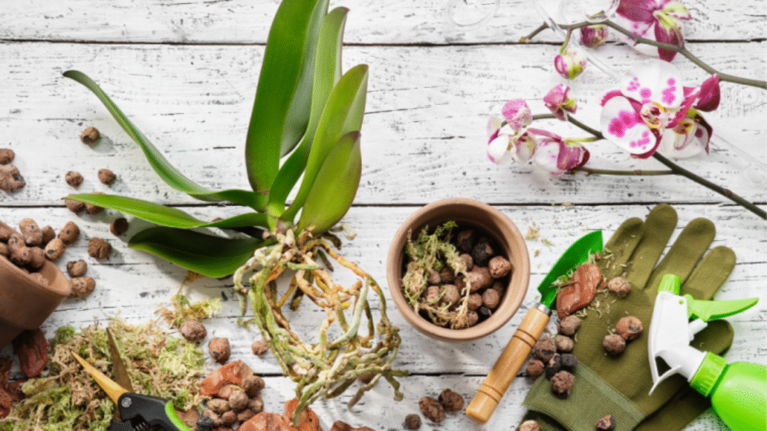 How to Care for Orchids Plant Successfully