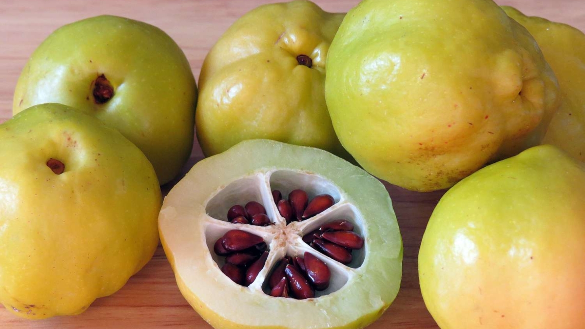 How to Grow Quince Trees in the USA: A Complete Guide for Gardeners