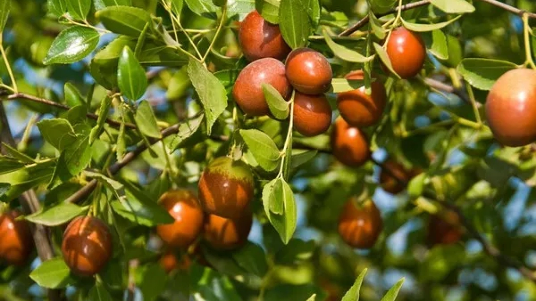 How to Grow Jujube (Chinese Date) Trees in the South