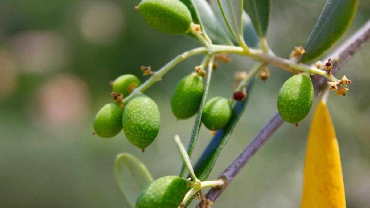 How to Grow Olives in Containers