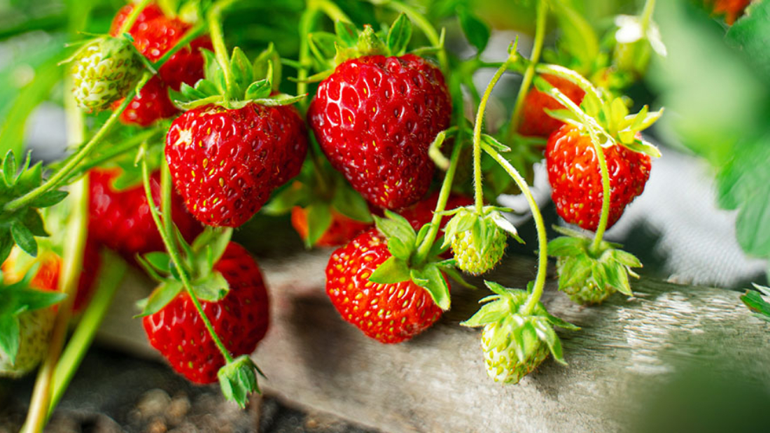 How to Care for Strawberry Plants Effectively: A Complete Guide