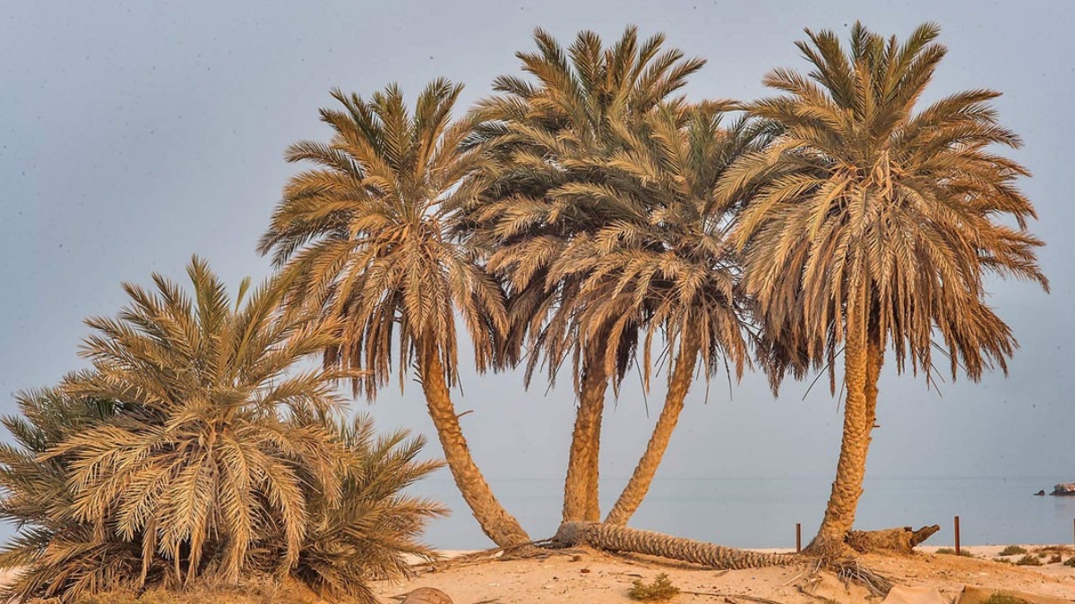 How to Grow Date Palms in Desert Climates: A Complete Guide