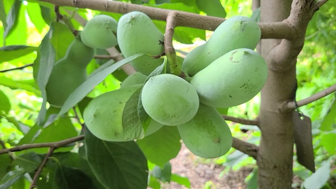 How to Grow Pawpaw Trees in the USA: A Complete Guide for Home Gardeners