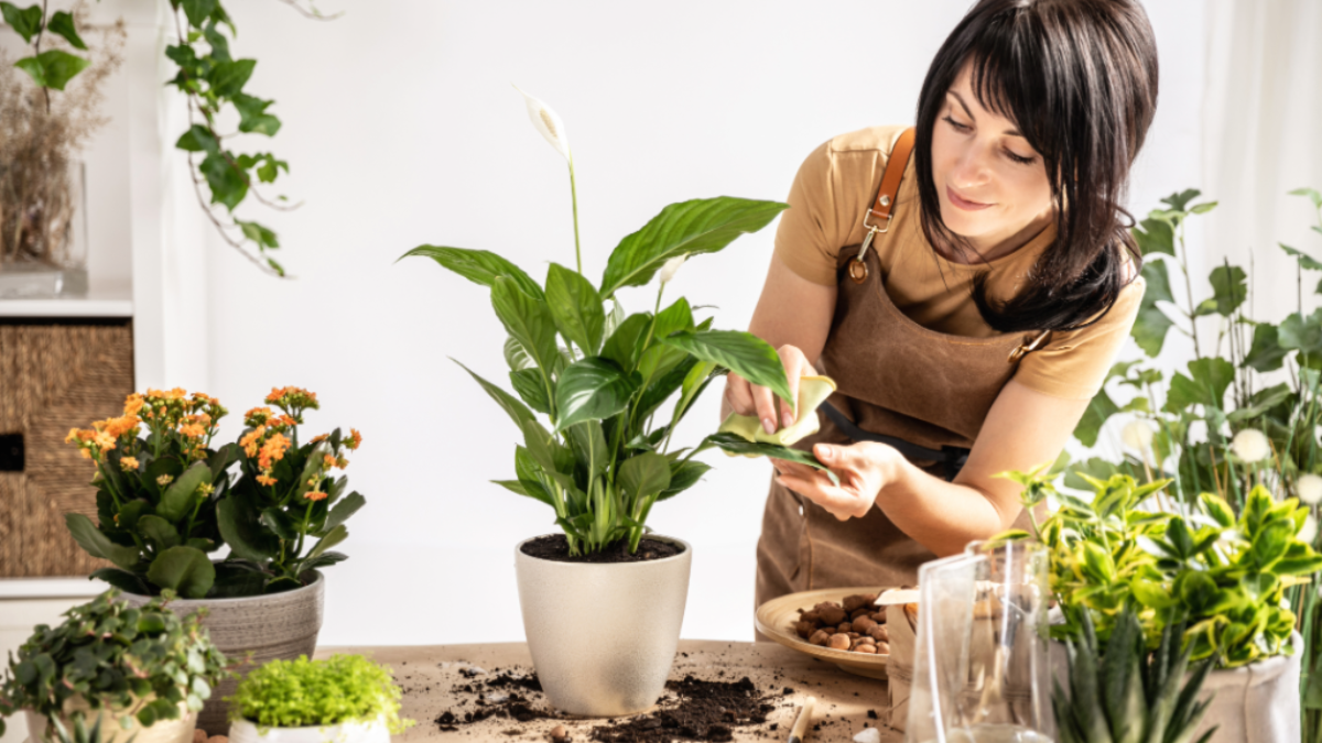 How to Care for a Peace Lily Plant Naturally