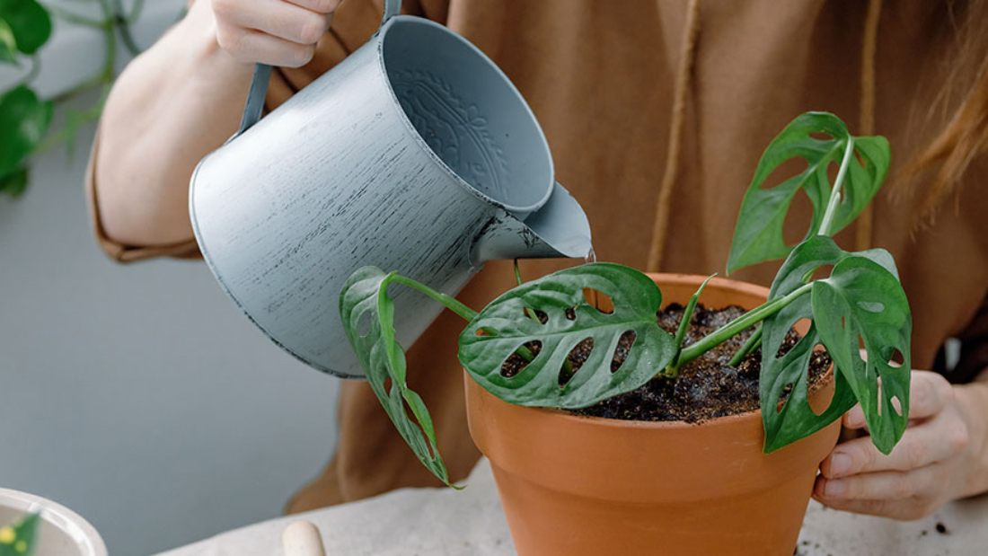 How to Care for Monstera Plant Indoors: The Ultimate Guide for Thriving Greenery