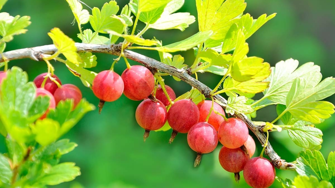 How to Grow Gooseberries in Your Backyard: A Complete Step-by-Step Guide