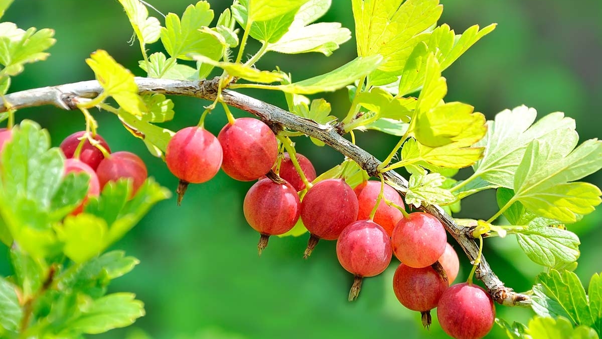 How to Grow Gooseberries in Your Backyard: A Complete Step-by-Step Guide