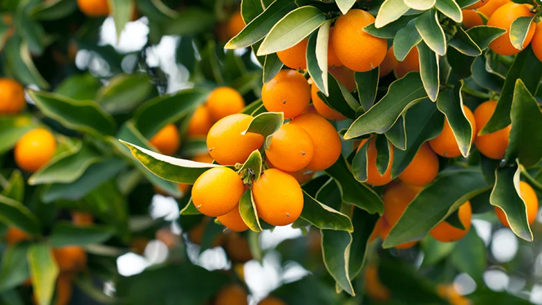 How to Grow Desert Lime Trees in Texas: A Comprehensive Guide