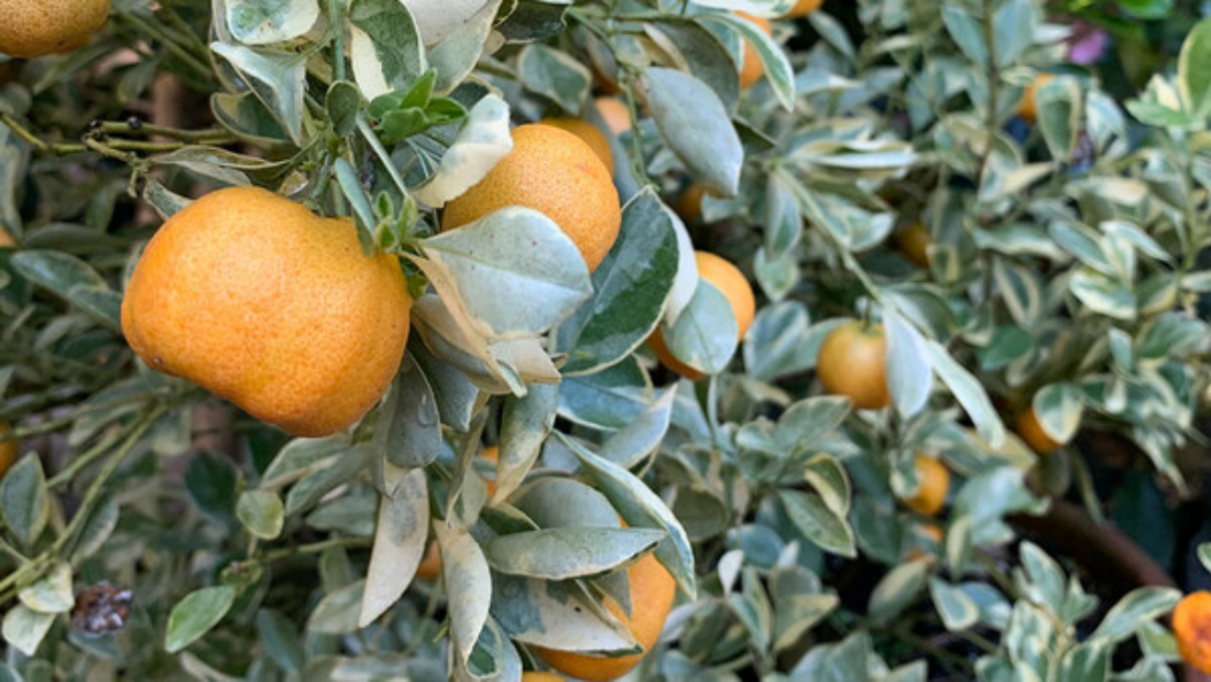 How to Grow Hardy Citrus Trees in Cold Regions: A Complete Guide