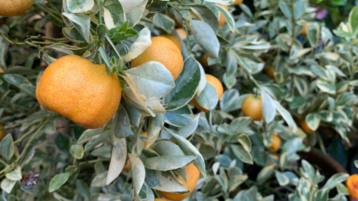 How to Grow Hardy Citrus Trees in Cold Regions: A Complete Guide