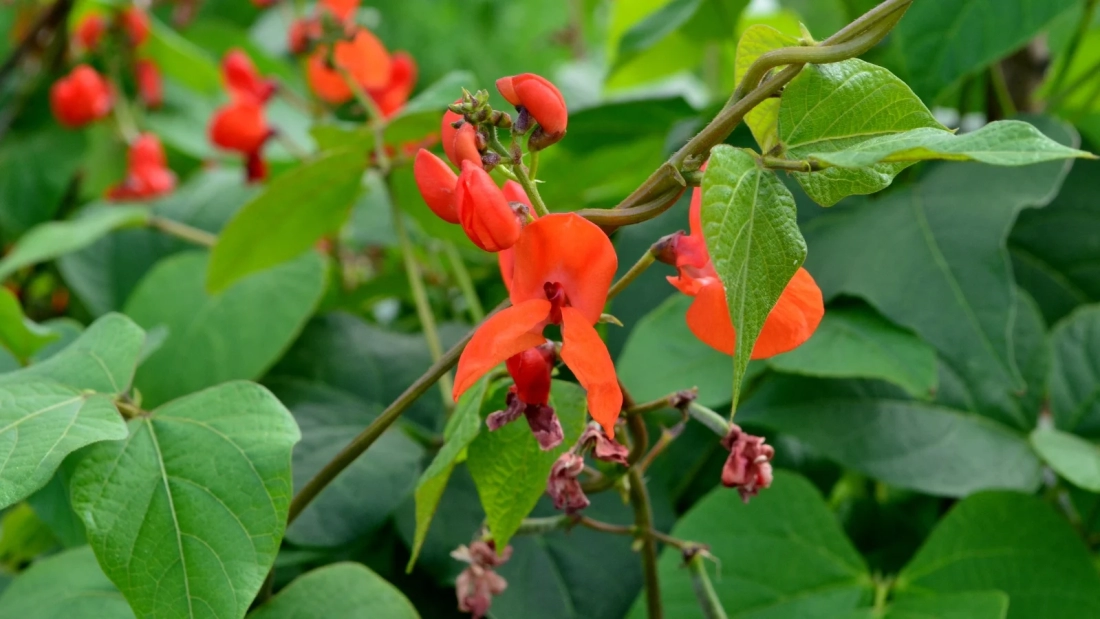 How to Grow Scarlet Runner Beans for Edible Pods