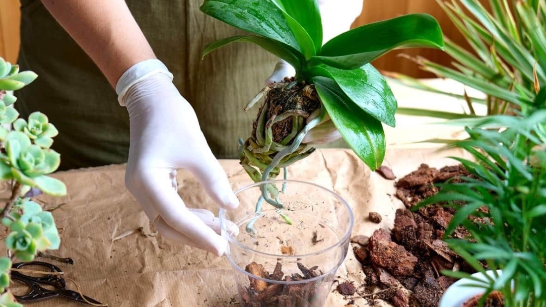 How to Take Care of an Orchid Plant Successfully: A Complete Guide for Beautiful Blooms