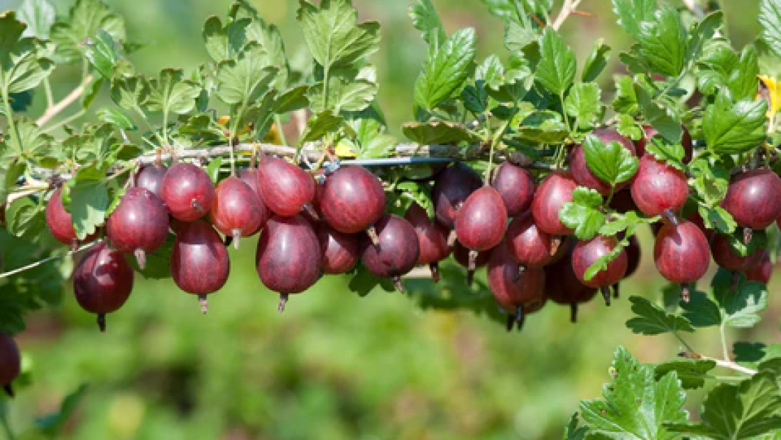 How to Grow Gooseberries for Tart Treats: A Complete Guide