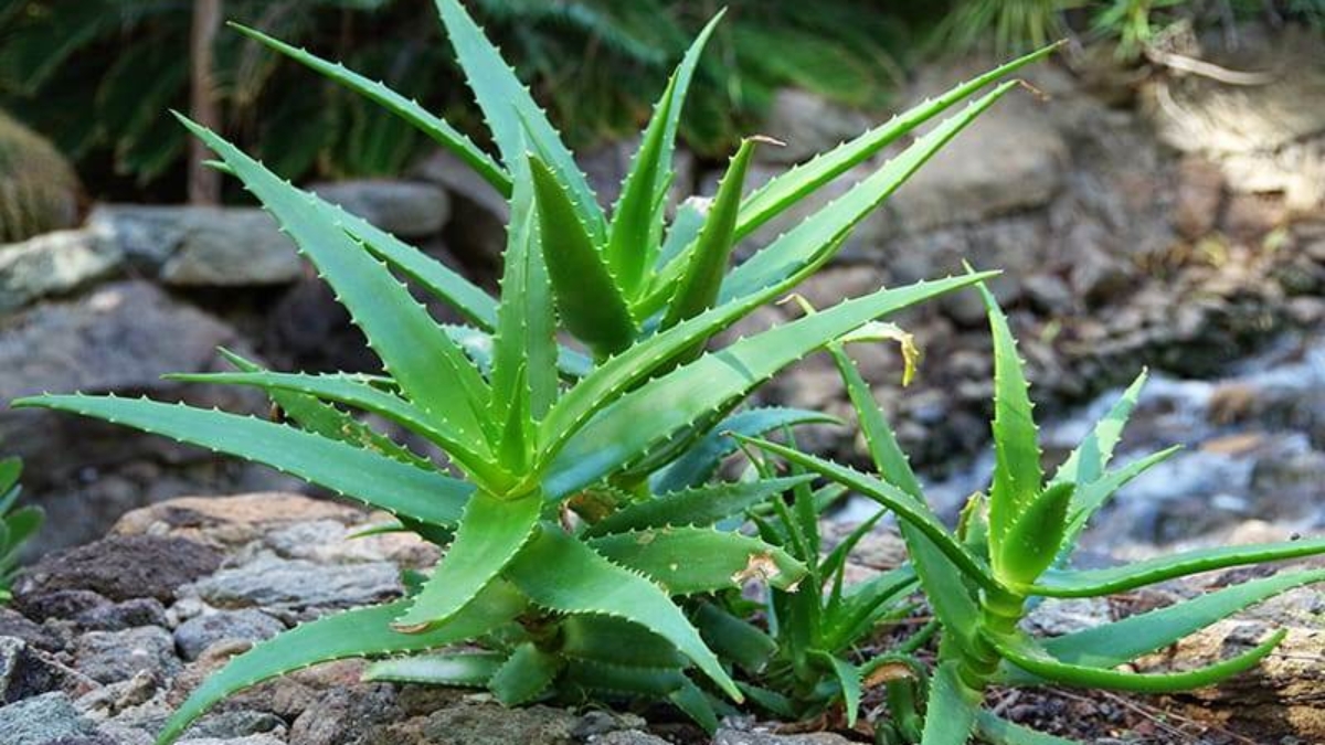 How to Care for Aloe Plant Effectively