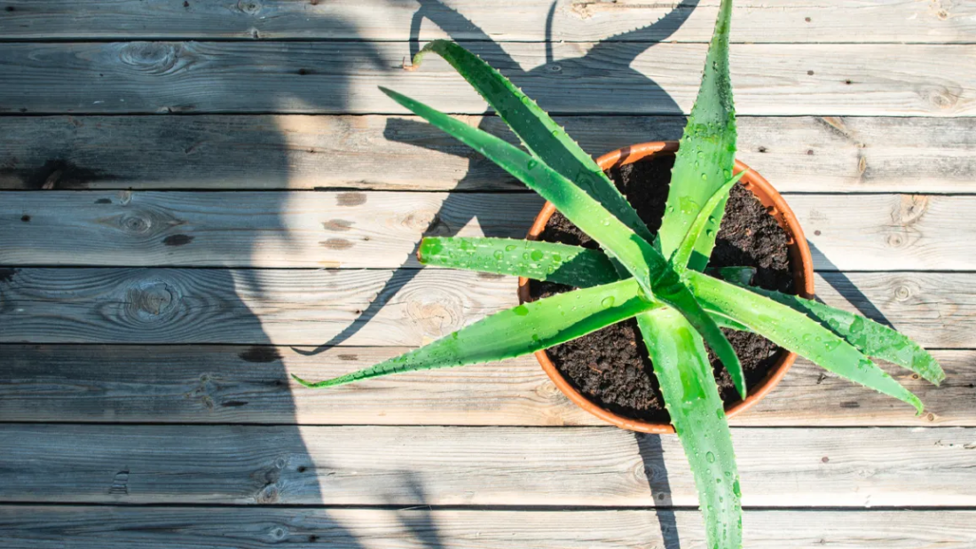 How to Take Care of an Aloe Plant at Home: The Complete Guide