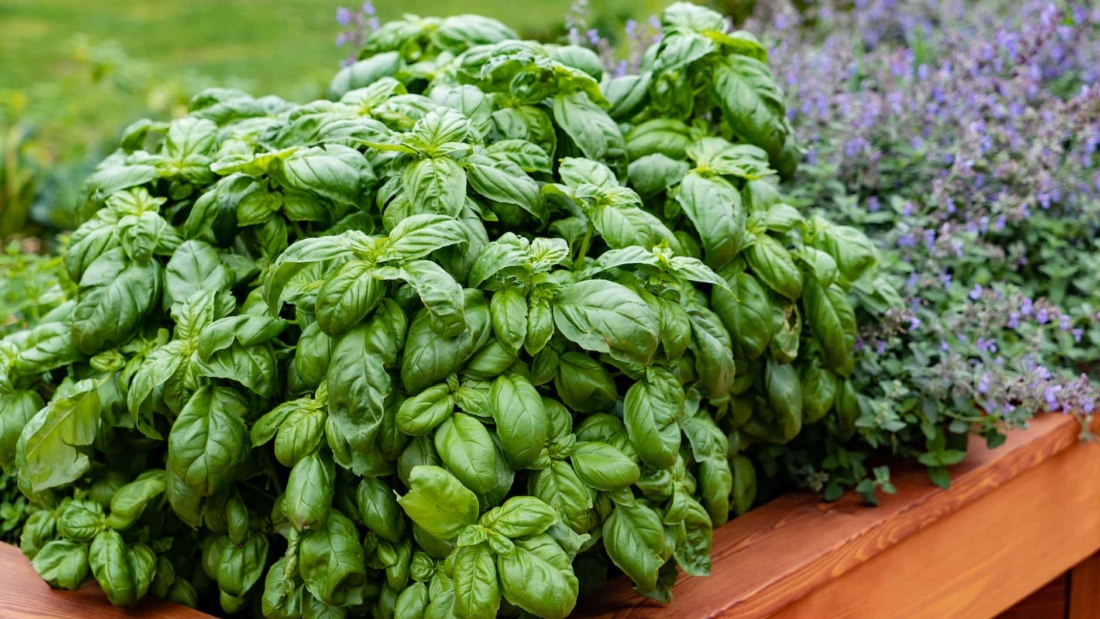 How to Care for a Basil Plant Naturally