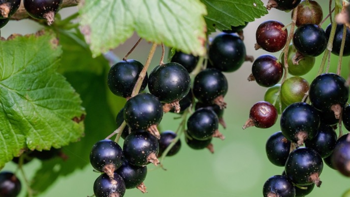 How to Grow Black Currants in Your Garden: A Complete Home Gardener’s Guide