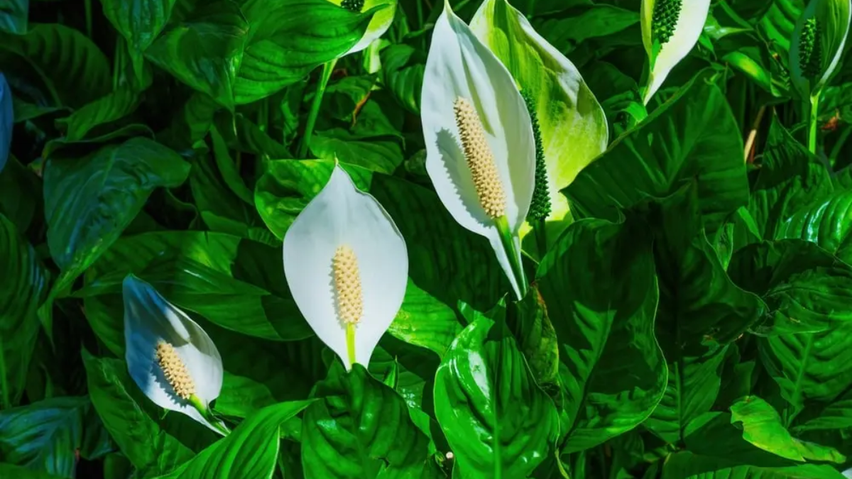 How to Care for a Peace Lily Plant Indoors