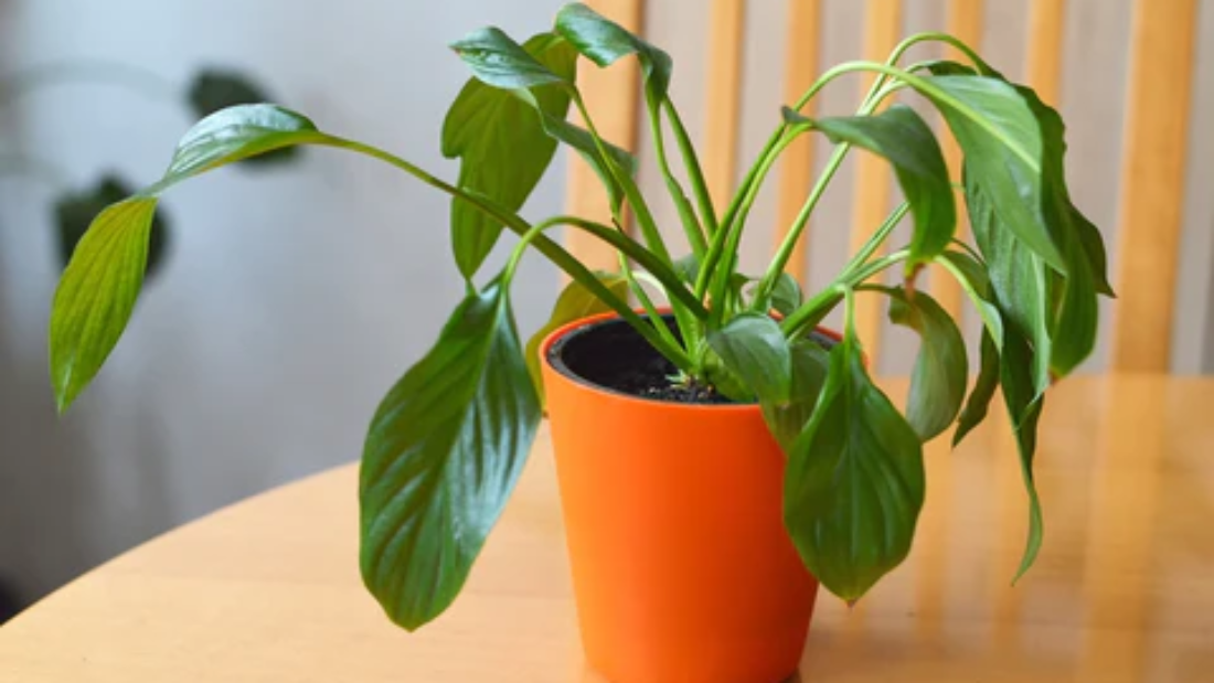How to Care for a Peace Plant Successfully
