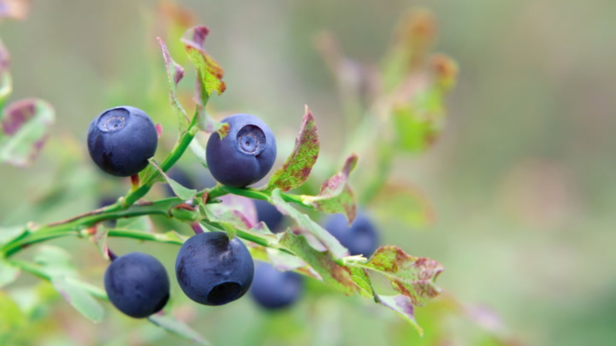 How to Grow Huckleberries in the Wild Garden: A Complete Growing Guide