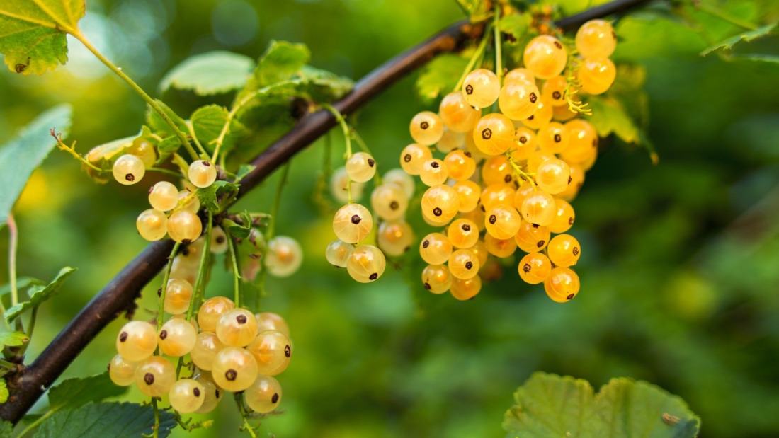 How to Grow Currants for Summer Desserts