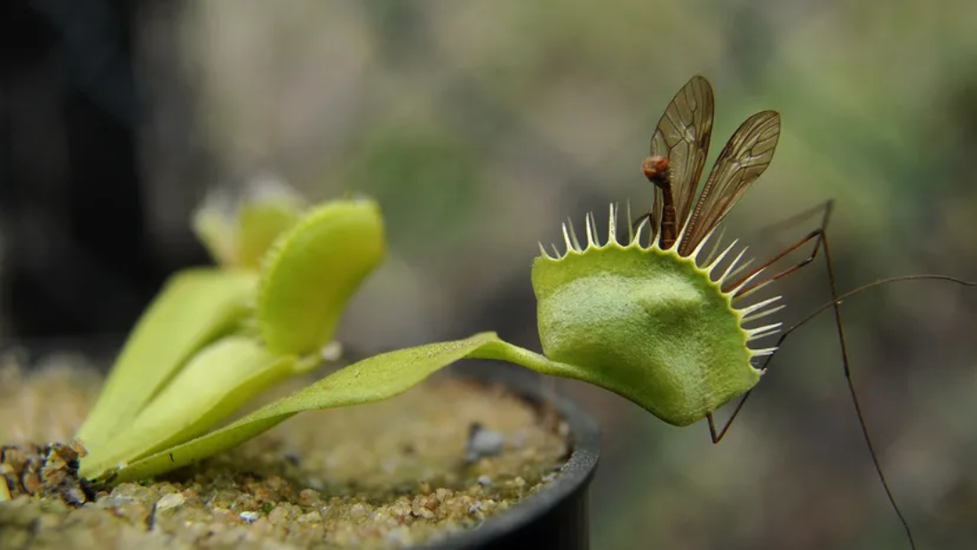 How to Care for a Venus Flytrap Plant Effectively