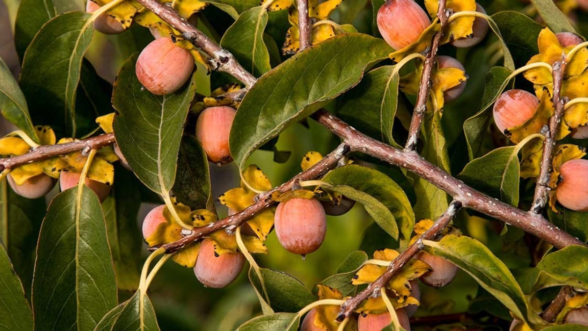 How to Grow American Persimmons from Seed: A Complete Beginner’s Guide