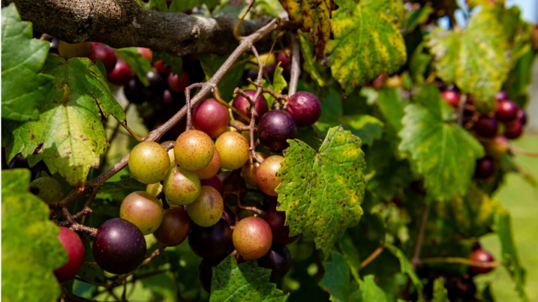 How to Grow Muscadine Grapes in the Southeast: A Complete Guide