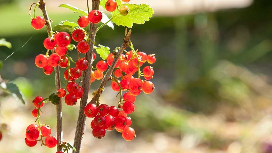 How to Grow Red Currants in the USA: A Complete Home Gardener’s Guide