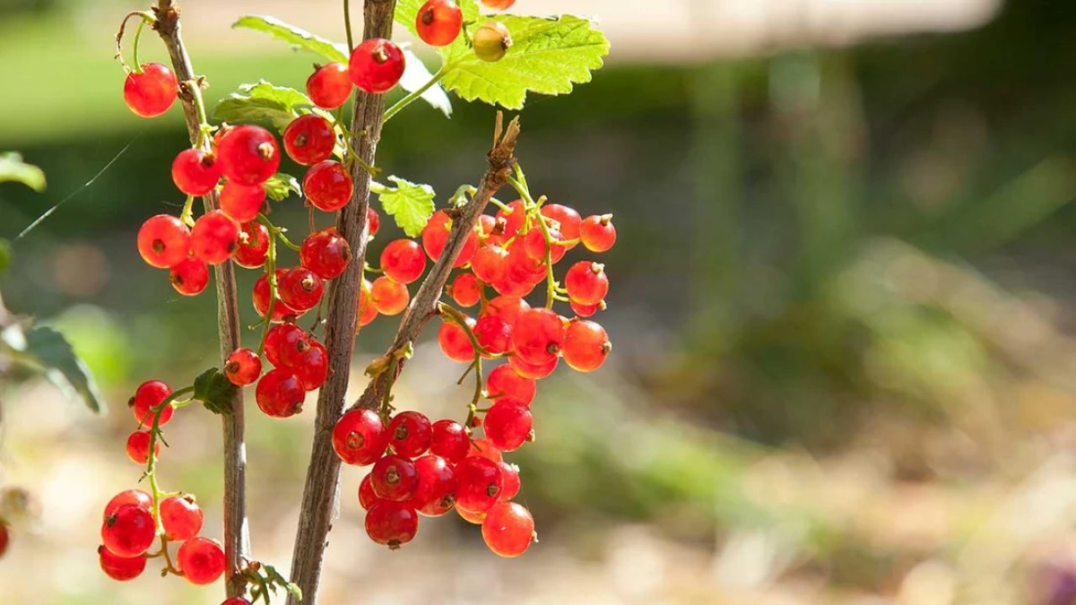 How to Grow Red Currants in the USA: A Complete Home Gardener’s Guide