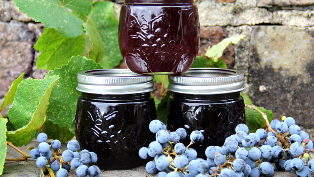 How to Grow Concord Grapes for Juices and Jellies