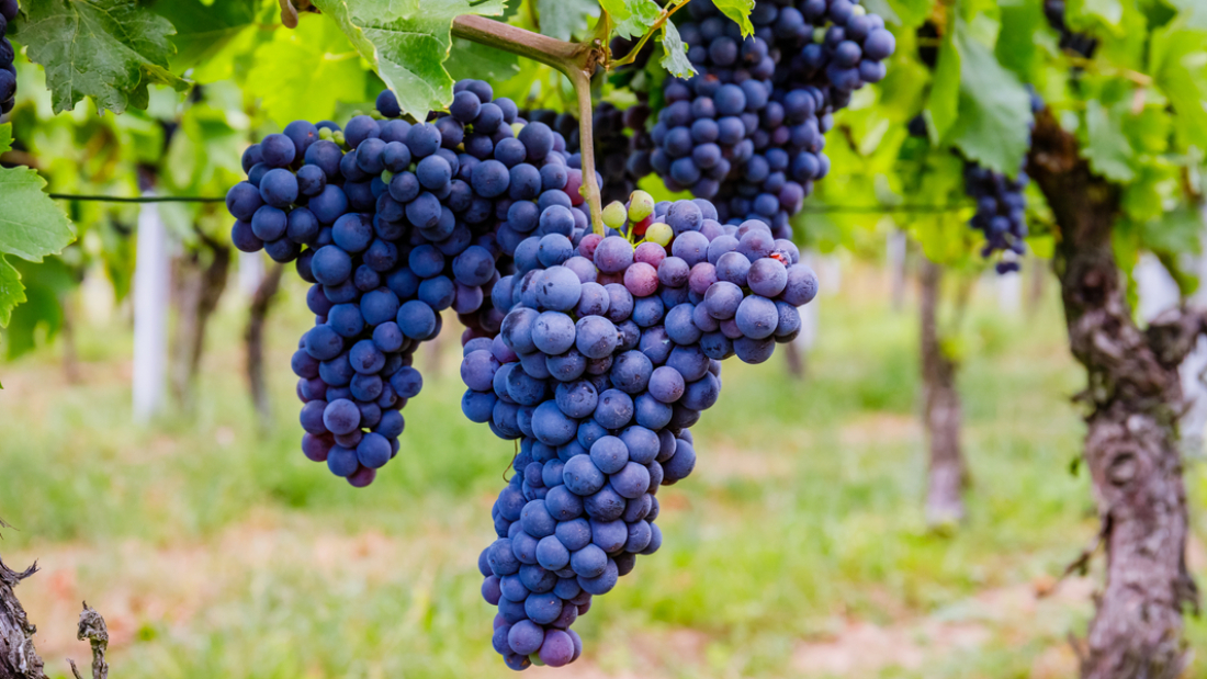 How to Grow Champagne Grapes for Fresh Eating: A Complete Guide to Cultivating Sweet, Crisp Grapes at Home