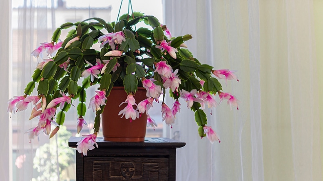 How to Care for a Christmas Cactus Plant Naturally