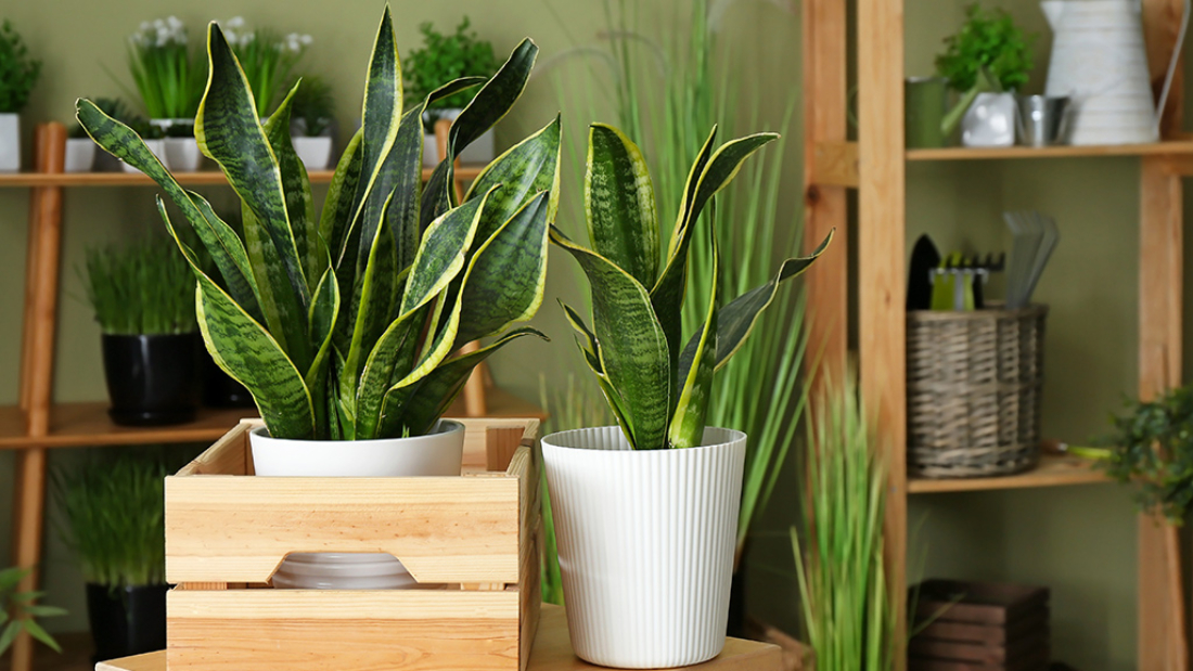 How to Take Care of a Snake Plant Naturally: A Complete, Low-Maintenance Guide
