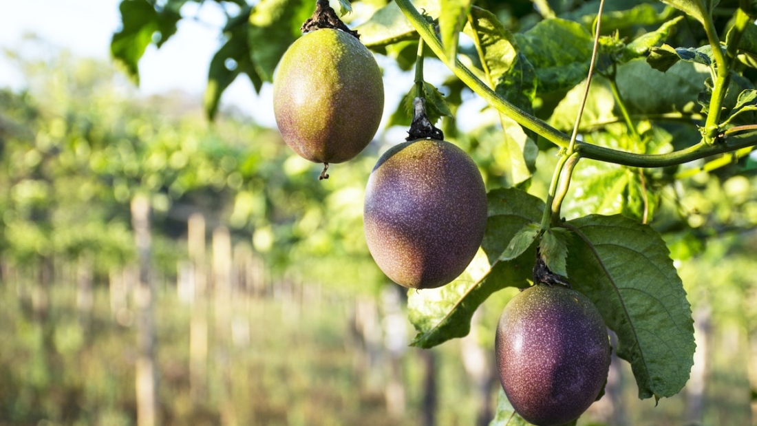 How to Grow Passionfruit on a Trellis: A Complete Guide