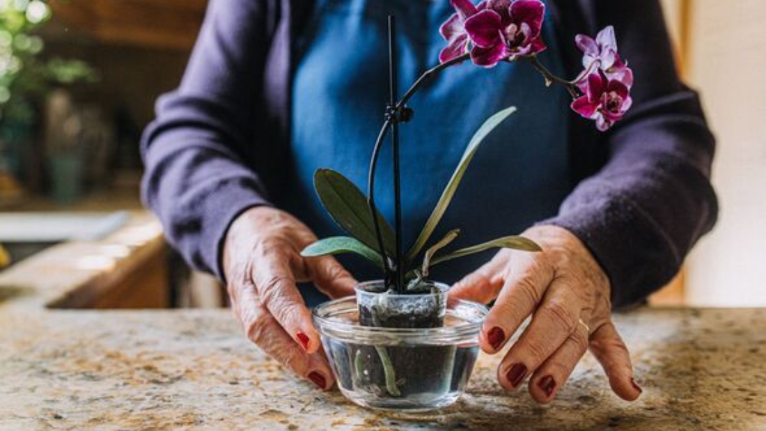 How to Take Care of an Orchid Plant Properly: A Complete Guide for Lush Blooms and Healthy Growth