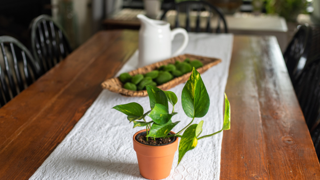 How to Care for a Pothos Plant Successfully
