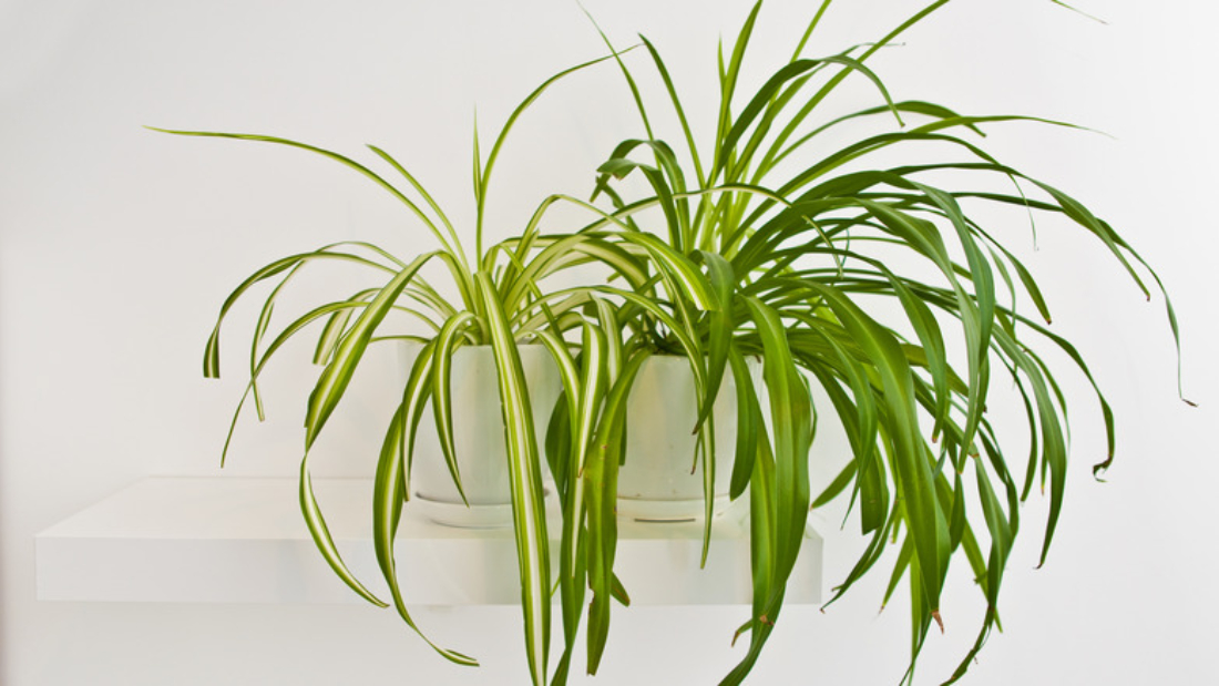 How to Care for Spider Plants Easily: A Complete Beginner’s Guide
