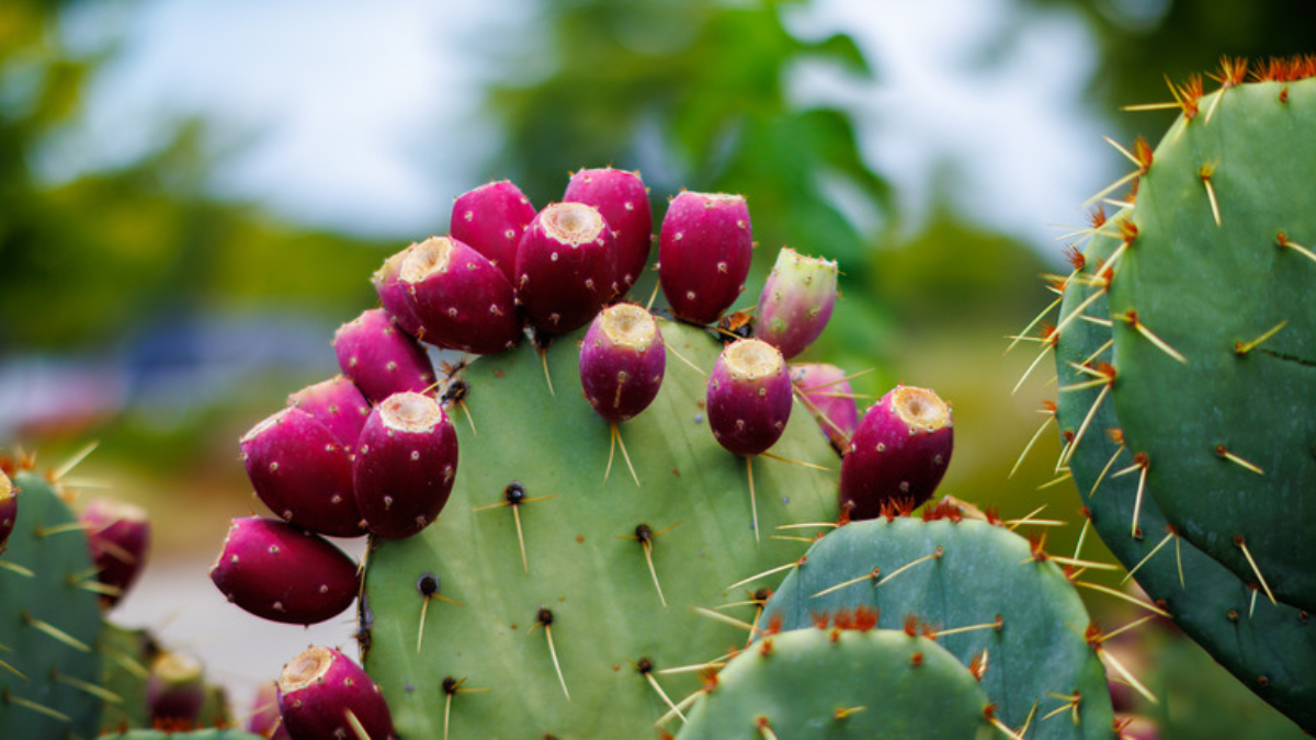 How to Grow Cactus Fruit (Prickly Pear) in the Southwest