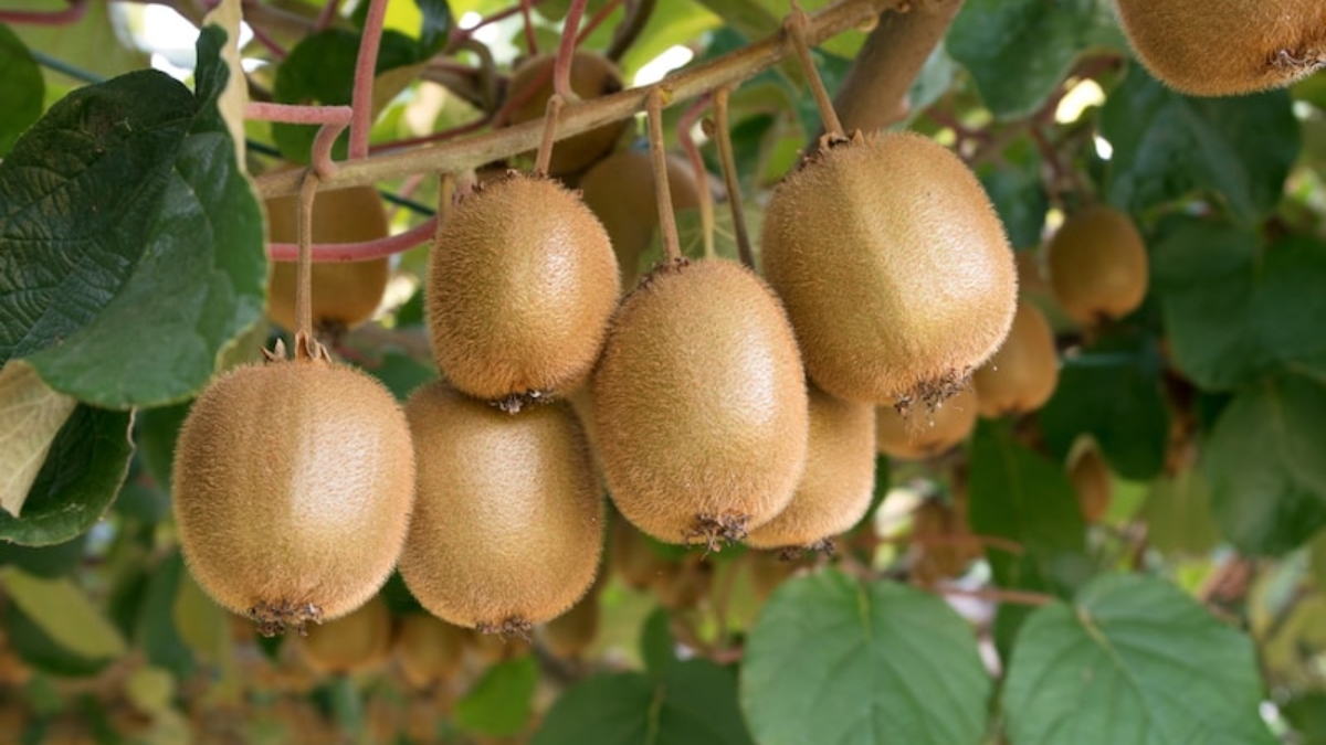 How to Grow Kiwi Vines at Home: A Complete Gardener’s Guide