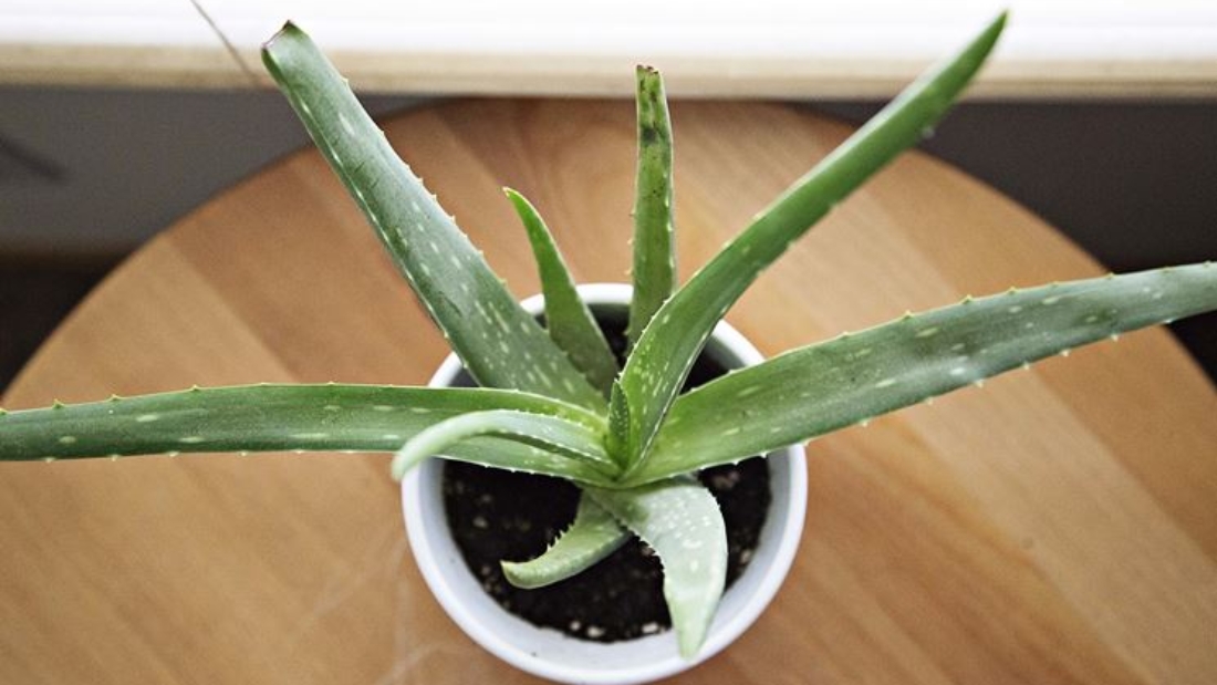 How to Care for a Medicinal Aloe Plant Effectively