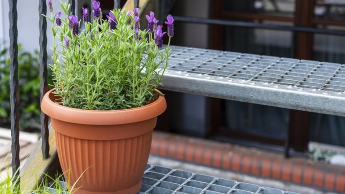 How to Care for a Lavender Plant Indoors
