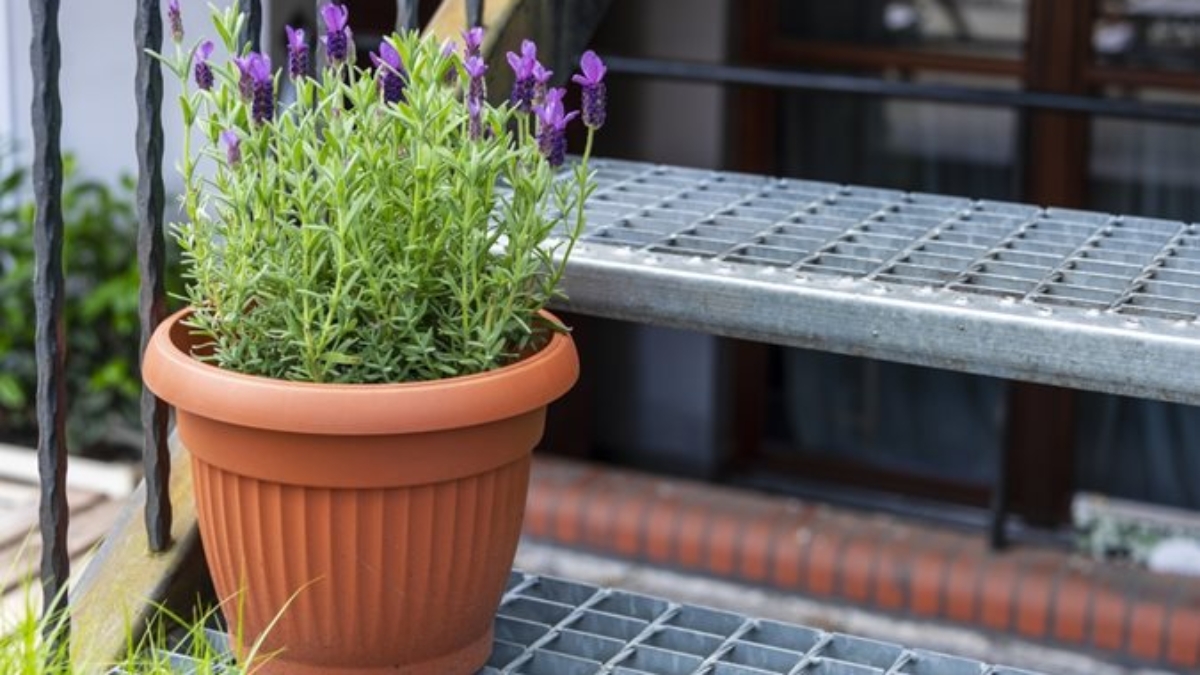 How to Care for a Lavender Plant Indoors