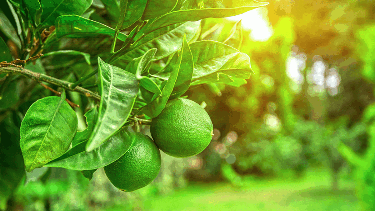 How to Grow Limes in Pots: The Ultimate Home Gardener’s Guide
