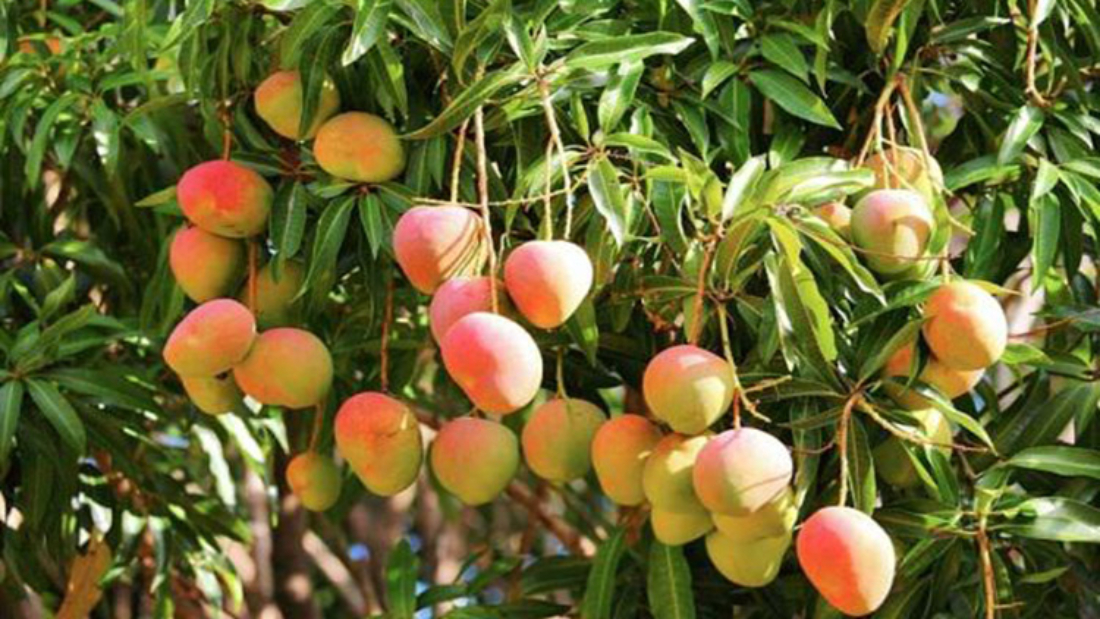 How to Grow Mangoes in a Greenhouse: A Complete Guide