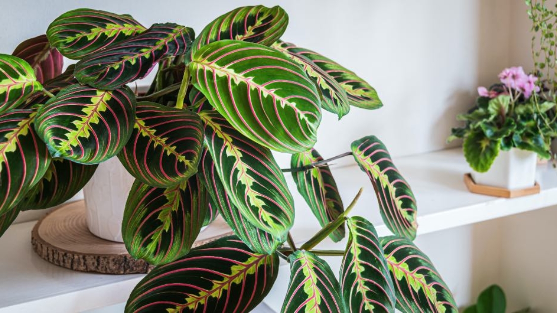 How to Care for a Prayer Plant Efficiently