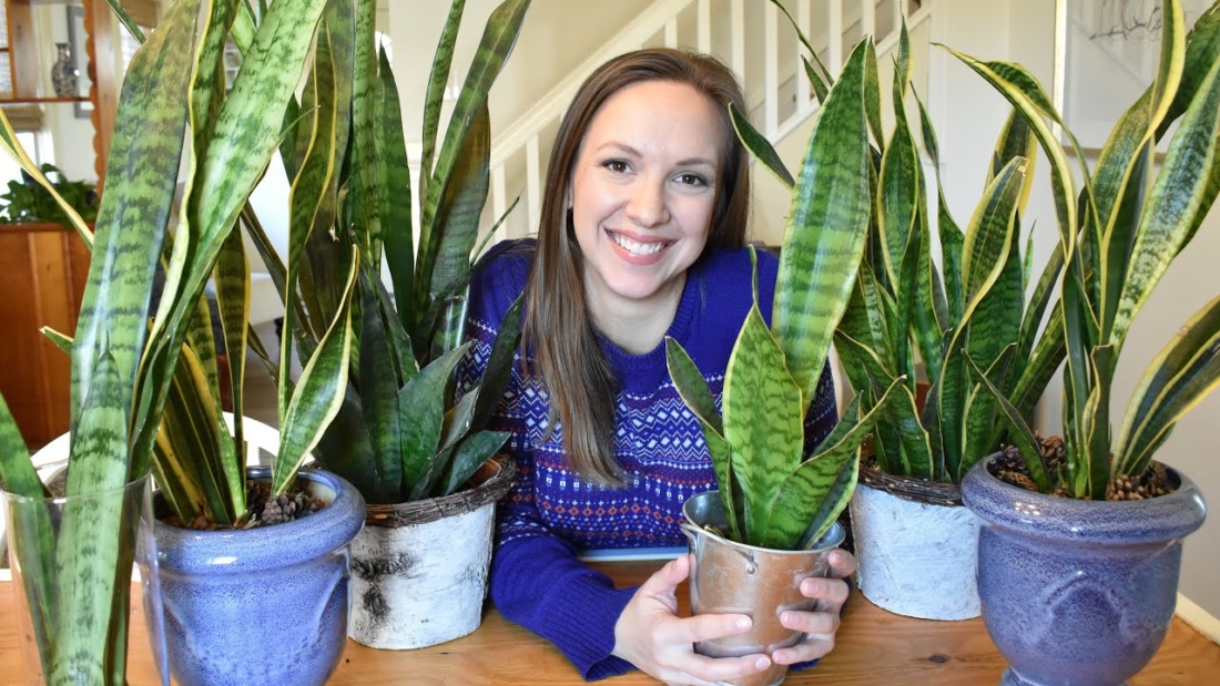 How to Take Care of Snake Plant Indoors