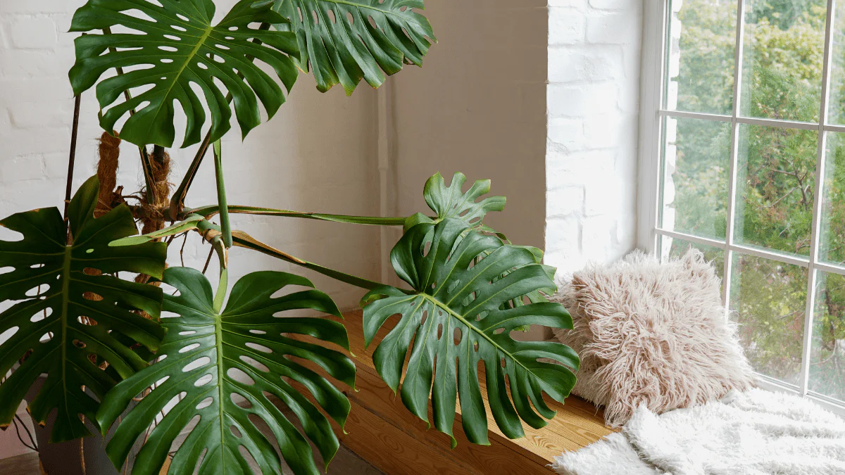 How to Care for a Monstera Plant Properly