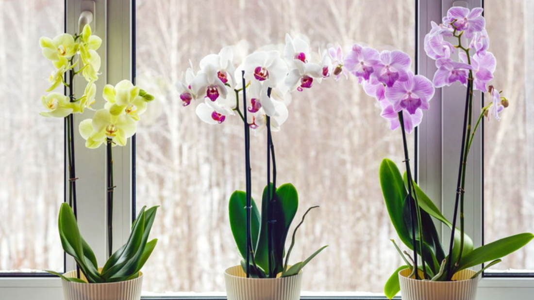 How to Care for an Orchid Plant Indoors Efficiently