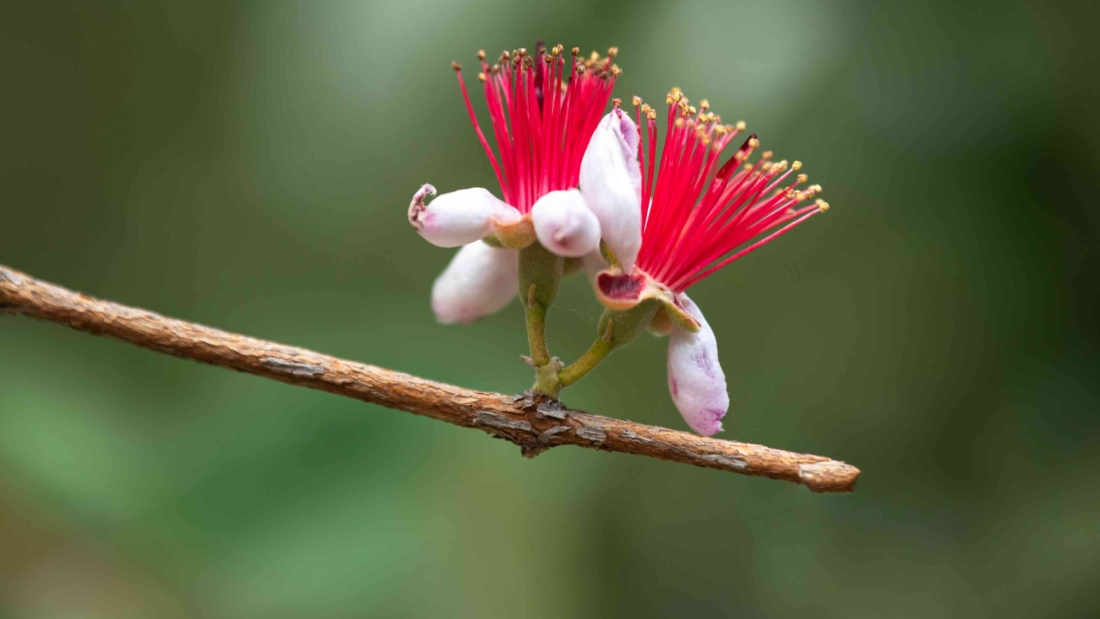 How to Grow Pineapple Guava in Your Yard